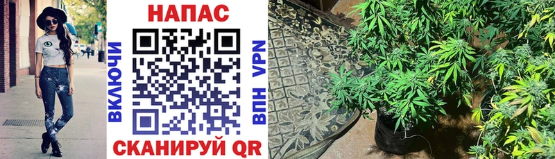 МАРИХУАНА OG Kush  купить  цена  Пустошка 
